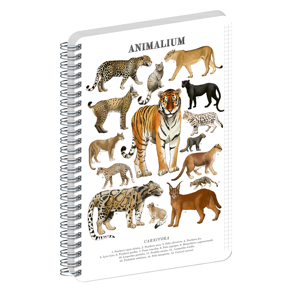 Animalium, spirálos, négyzethálós notesz - Felines, A5 Animalium, spirálos, négyzethálós notesz - Felines, A5