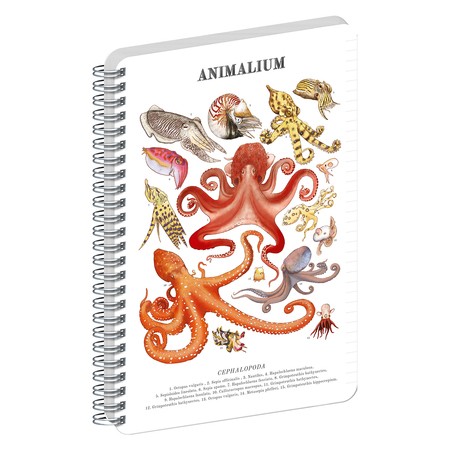 Animalium, spirálos, vonalas notesz - Cephalopods, A4