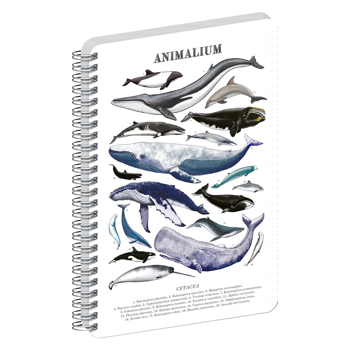 Animalium, spirálos, vonalas notesz - Marine Life, A5 Animalium, spirálos, vonalas notesz - Marine Life, A5